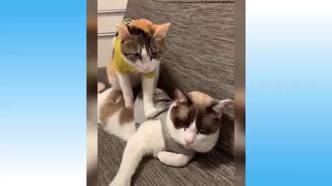 Funny and Cute Cat's Life