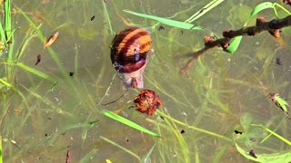 Vineyard snail overlooked the flood I fished it out of the water with a branch.