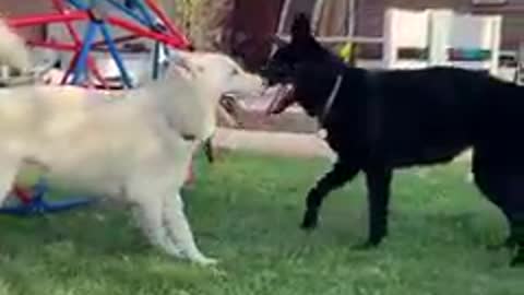 Amazing combination dogs and look at loving each other