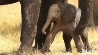 His father's Elephant Is trying To Stand.