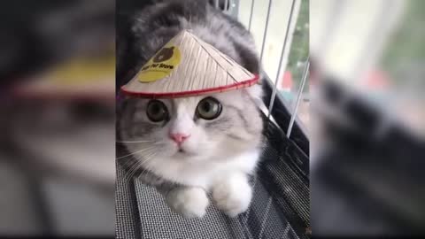 Baby cat 😂🤣