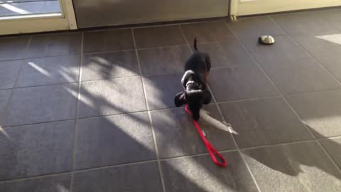 Dangerous puppy attacks human in the hallway