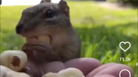 Funny Squirrel gobbling up the snack