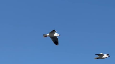 Birds Flying on Sky