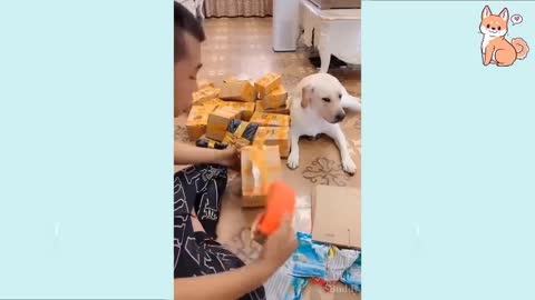 The best cute and funny dogs, puppies videos.