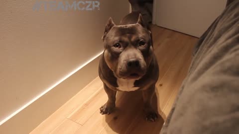 Talking American Bully Pup