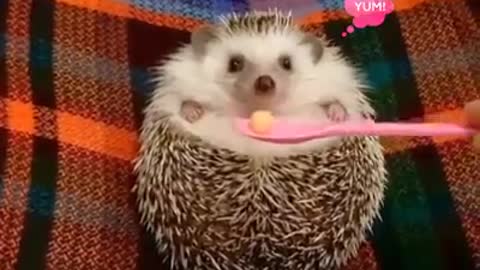 A super cute hedgehog eating his meal. Sound ON!