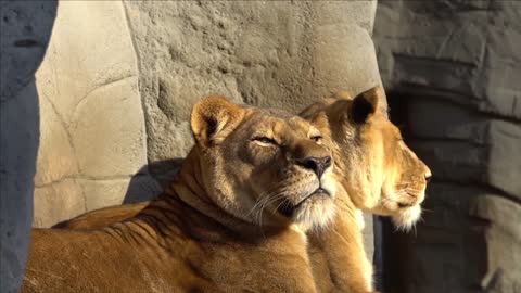 Two lions are relaxing