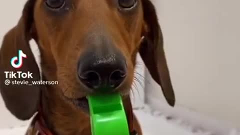 Cute doggy blowing the whistle | Funny pet videos