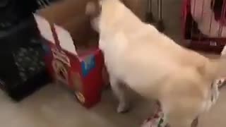 Pug in treat box