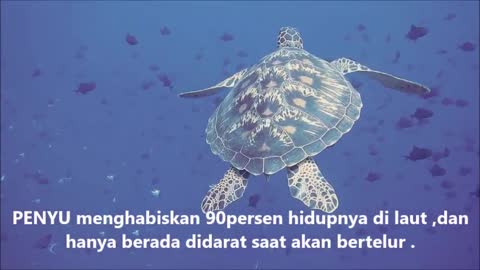Amazing Giant SEA TURTLES | Underwater Footage
