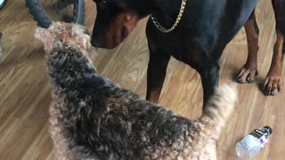 PingAn the Doberman has a Standoff with Oscar the Welsh Terrier