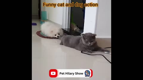 Fun with the Non-Stop Funniest Cat and Dog Video Funny animal video part-06 #short #viral #trending