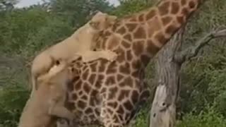 Giraffe Gives Lions a ride#shorts #wildlife