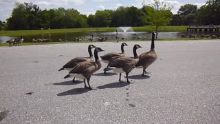 These 4 goslings are almost fullgrown