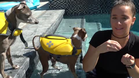 Teaching My Dog How To Swim - 2021