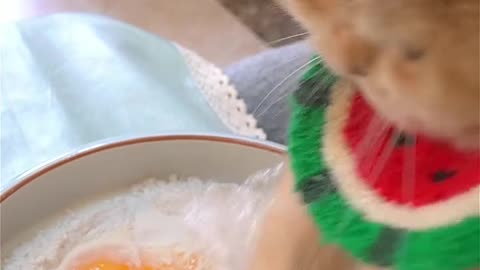 Funny cat making tasty food 🥝🥝🥝🥑🥑