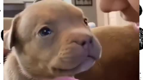 Funny puppy for funny time