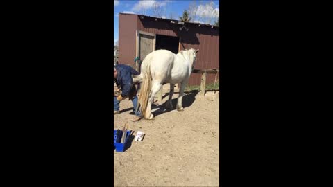 Difficult Horse Duct Tape Trick