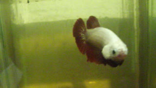 Betta Fish Red Dragon