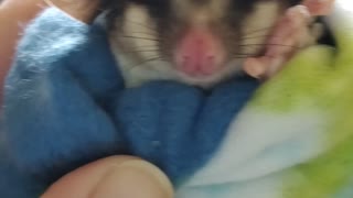 Sugar glider saying hi