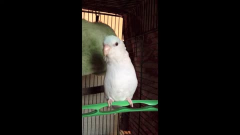 Darwin Parrotlet says 'Step Up'