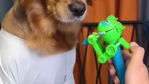 Dog: Just because l'm good-natured doesn't mean I won't bite! funny dog vide