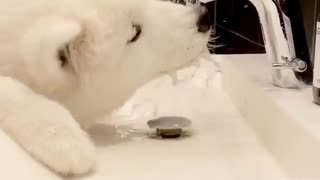 Watch this pup learn how to master an automatic faucet