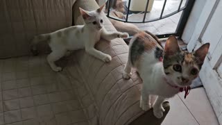 Cats Playing On The Sofa