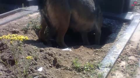 Dog was thought to be guarding her owners crave