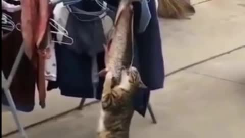 Master, this cat is stealing fish - Funniest Cats