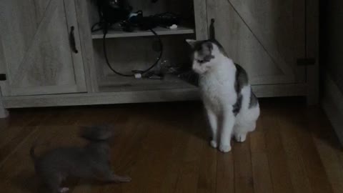 Gray cat jumping around while white cats looks at it