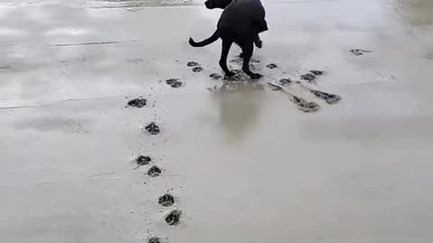 Dog try to walk in Cement