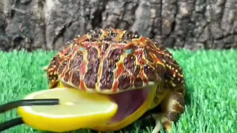 Cute frog funny video