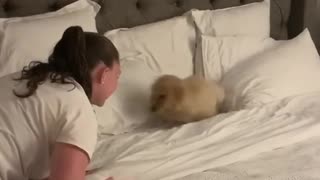 Cutest Golden Retriever puppy playing on the bed with owner