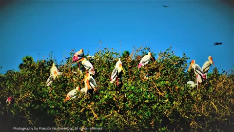 India - Tamilnadu - Vedanthangal Bird Sanctuary