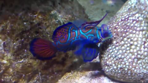 A amazing colorful fish/Mandarinfish (Dragonets)
