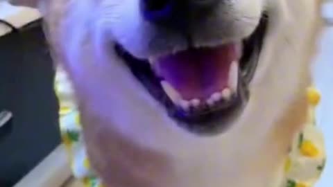 Funny Smiley Dog part 1