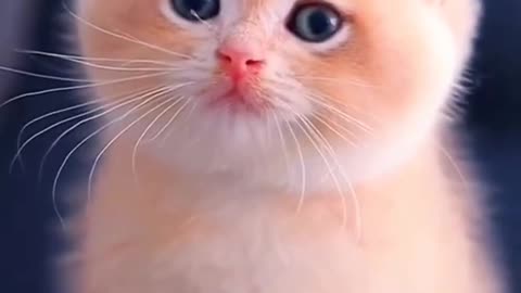 Cat so cute video
