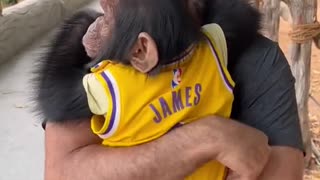 “Monkey Hugs: When a Playful Primate Can’t Wait to Embrace You!”