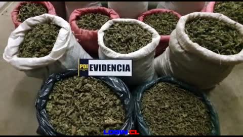 PDI incauta 144 kilos de cannabis en Los Vilos