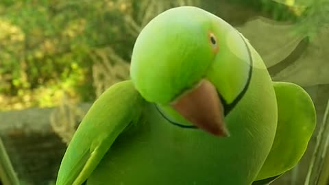 What did this green parrot look at my window!!!