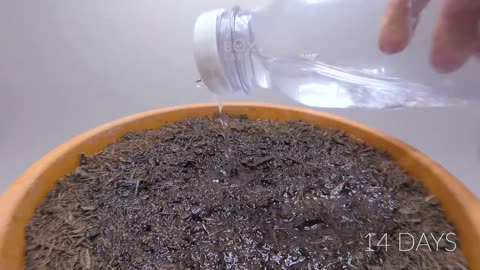 984 days in 8 minutes - Growing Plants Time-lapse Compilation