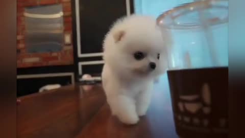 Cute baby dog