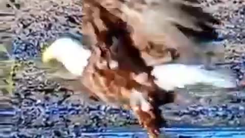 eagle 🦅 attack on the lake