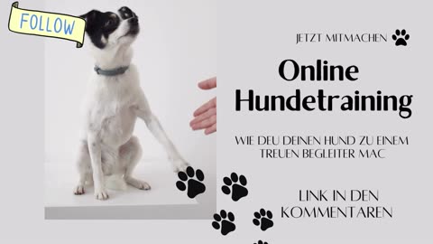 Online Hundetraining- jetzt gleich starten