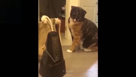 Very Funny Pets. Try Not To Laugh Too Hard