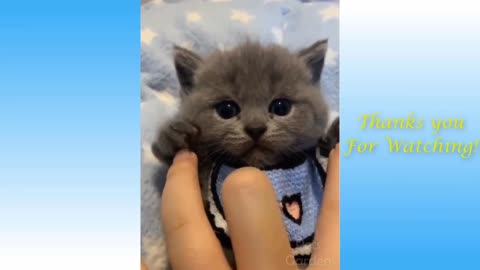 Comedy and funny cute cat video