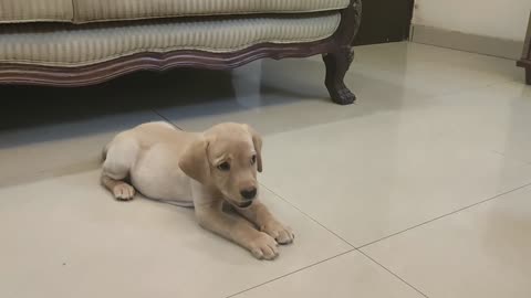 Labrador puppy training..