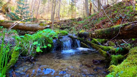 Clean water in stream in forest